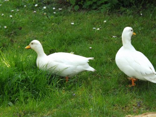 ducks poultry spring dress