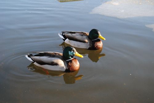 ducks water nature