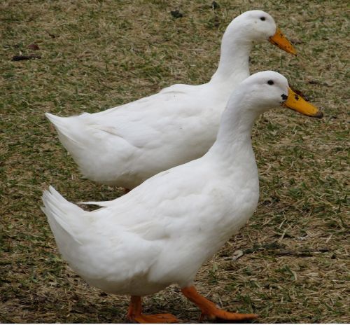 ducks white birds