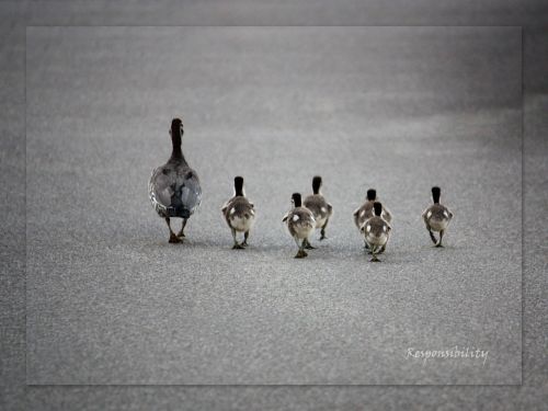 ducks ducklings family