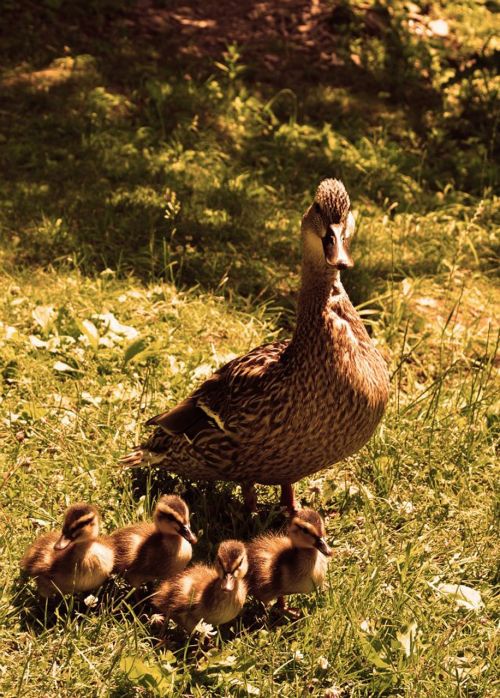 ducks nature bird