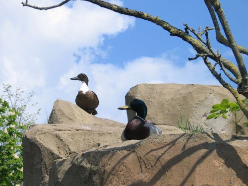 ducks nature rock