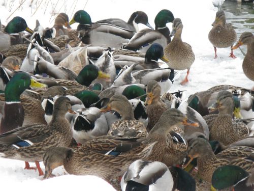 ducks winter ducks in winter