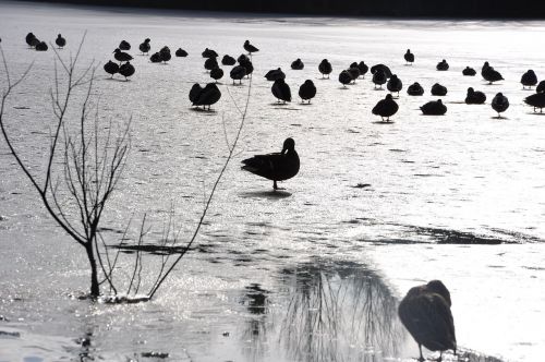 ducks winter ice