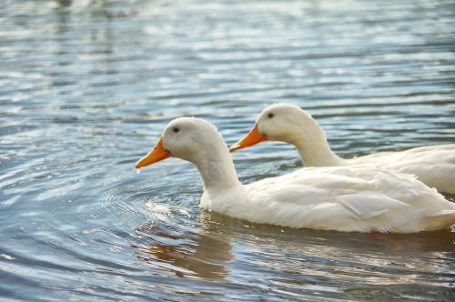 ducks lake couple