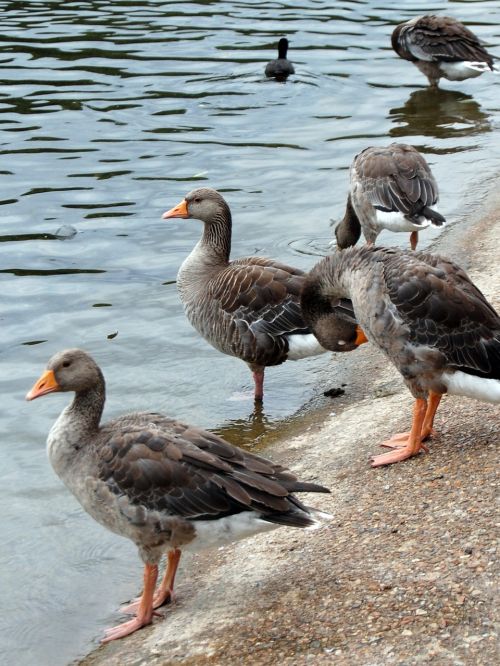 ducks pond water