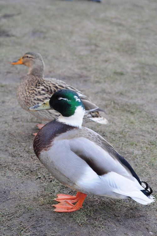 ducks male female