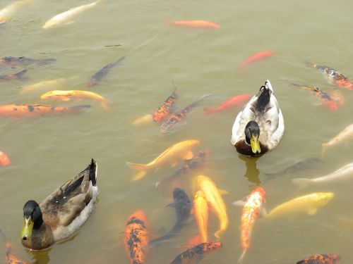 ducks koi goldfish