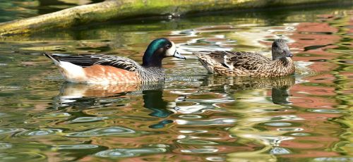 ducks pair of ducks water