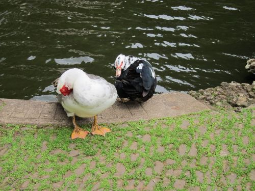 ducks bird pond