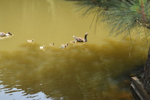 ducks lake birds