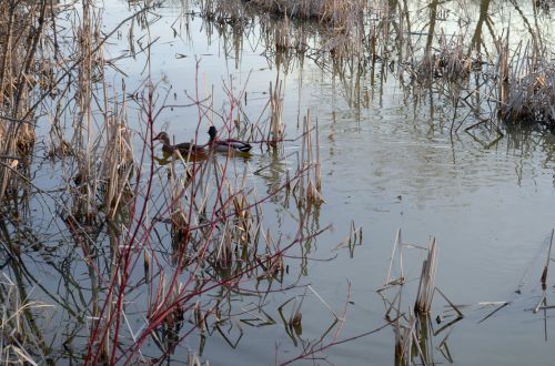 Ducks In Reeds