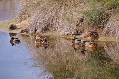 ducks in winter peace stillness