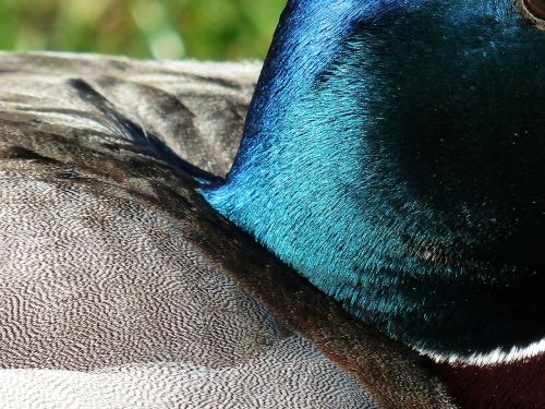 ducks neck mallard plumage