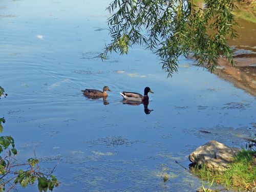 Ducks On Pond