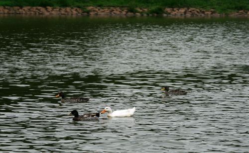 Ducks On Pond