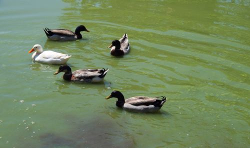 Ducks Paddling In Water