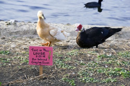 Ducks Paying Respects