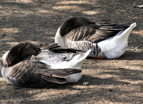 Ducks Sleeping
