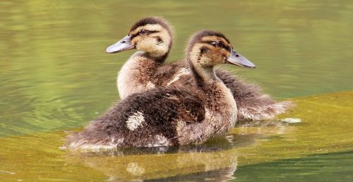 ducks young duckling poultry creature