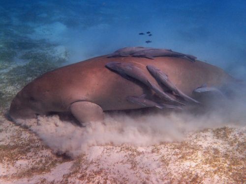 dugong manatee snorkeling