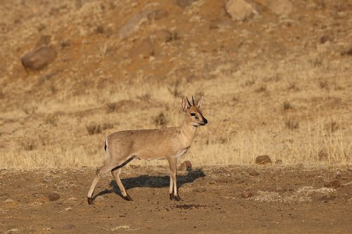 duiker  antelope  animal