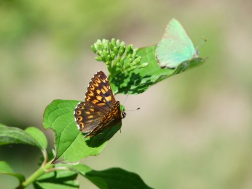 duke of burgundy butterfly territoriality