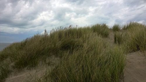 dune dunegrass sand