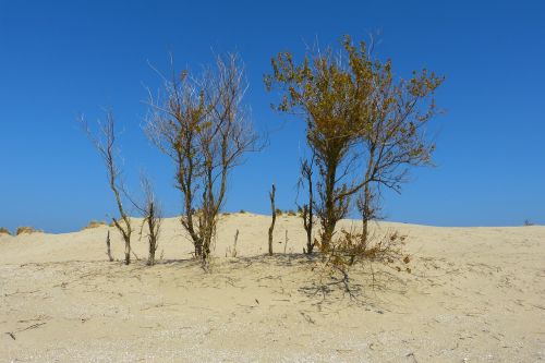dune sea beach