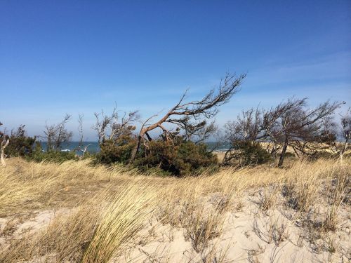 dune beach baltic sea