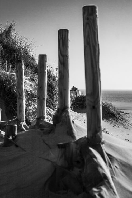 dune wood beach