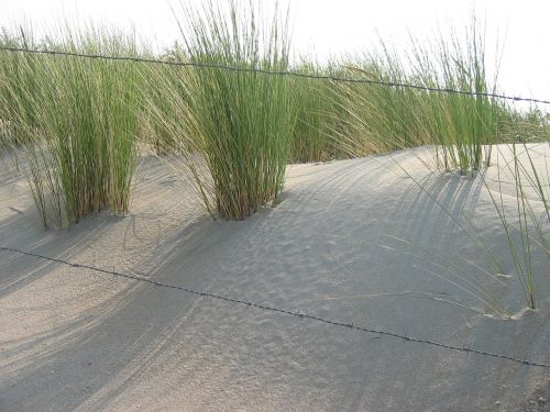 dune marram grass sun