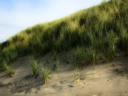 dune water beach