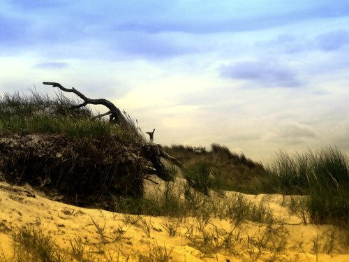 dune  sand  drift wood