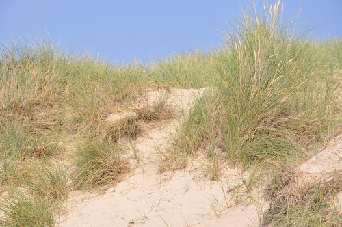 dune  sylt  nature