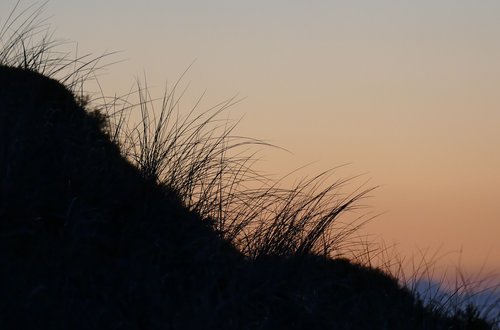 dune  sea  marram grass