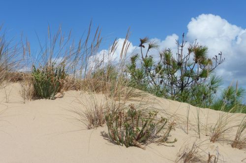 dune france oléron