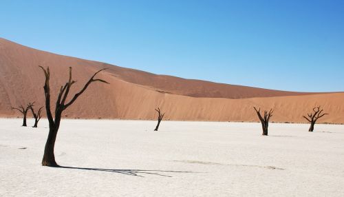 dune desert dead tree