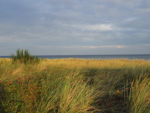 dune baltic sea sea