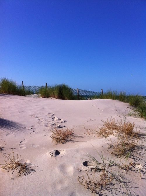 dune beach north sea