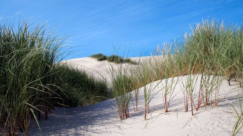 dune sand dune sand