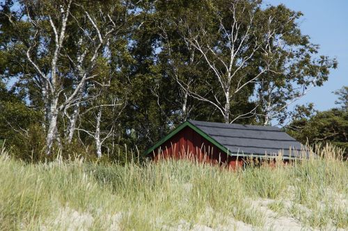 dune dune landscape grasses