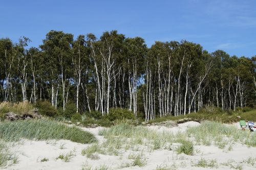 dune dune landscape grasses