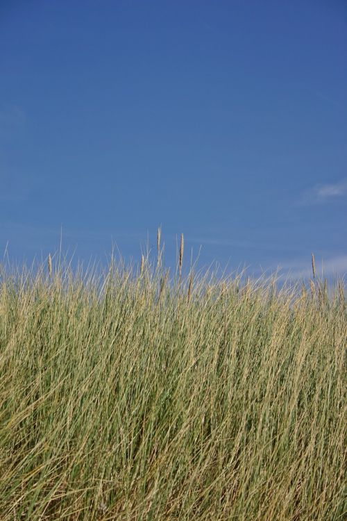 dune grass dunes grass