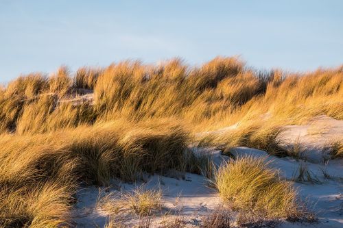 dune grass dune grass