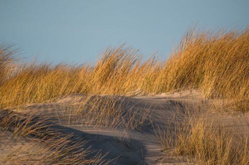 dune grass dune grass