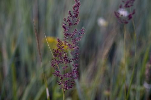 dune grass purple plant