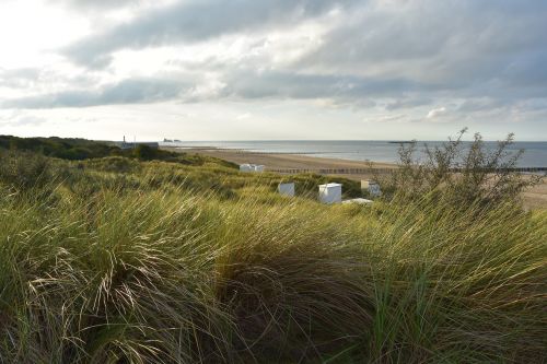 dune grass north sea dune landscape
