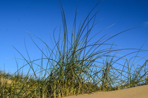 dune grass blue sky contrasts of the nature