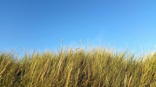 dunes grass dune grass